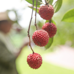 手里拿着桂味荔枝