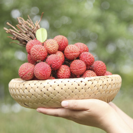 手里拿着桂味荔枝