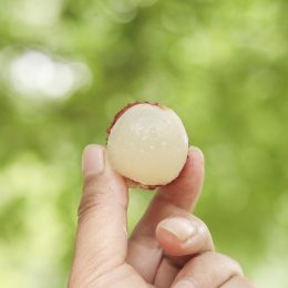 手里拿着桂味荔枝