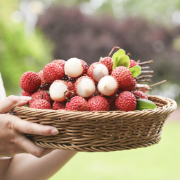 手里拿着桂味荔枝