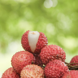 手里拿着桂味荔枝