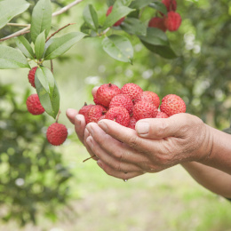 手里拿着桂味荔枝