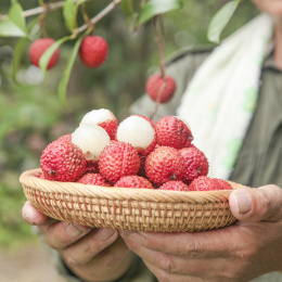 手里拿着桂味荔枝