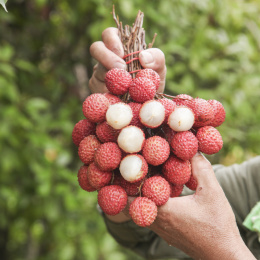 手里拿着桂味荔枝