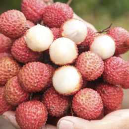 手里拿着桂味荔枝