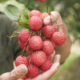 手里拿着桂味荔枝