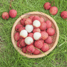 草地上放着桂味荔枝