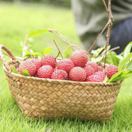 草地上放着桂味荔枝