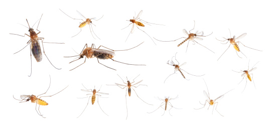 各种飞翔姿态的活蚊子