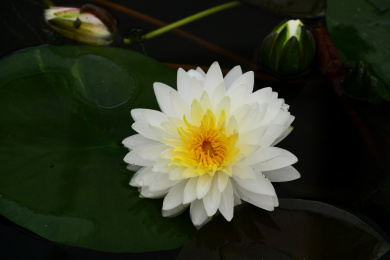 睡莲花盛开