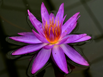 睡莲花盛开