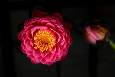 睡莲花盛开