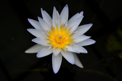 睡莲花盛开