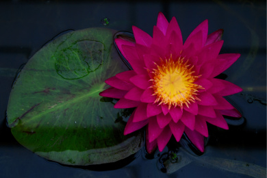 睡莲花盛开