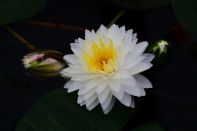 睡莲花盛开