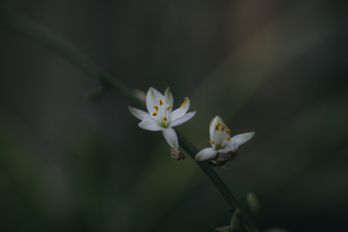 吊兰的小白花