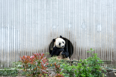 四川卧龙熊猫基地内一只正在吃竹子的大熊猫