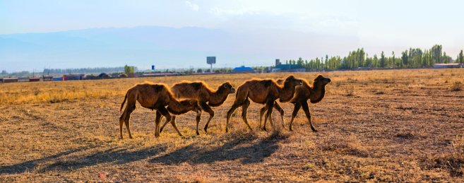 中国干旱草地上一群骆驼
