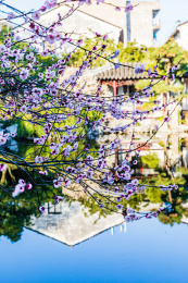 中国江苏苏州江苏园林艺圃春天梅花开