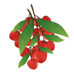 中国芒种节气亚热带水果龙眼滋补品桂圆