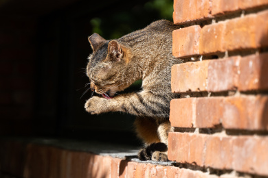 猫舔爪猫擦爪子