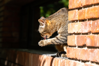 猫舔爪猫擦爪子