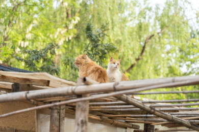 机灵可爱的猫咪在屋顶