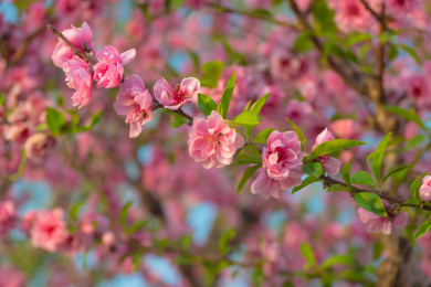 粉红桃花绽放