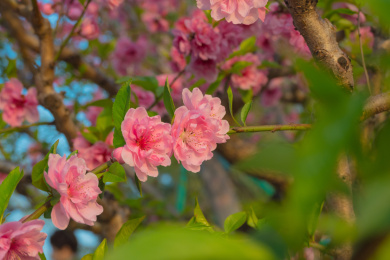 粉红桃花绽放