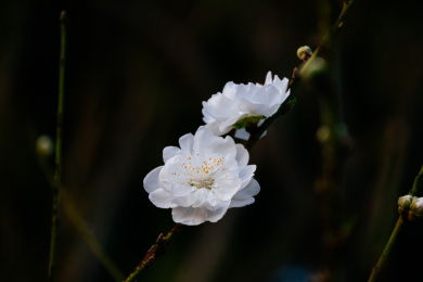 白色桃花、白花碧桃
