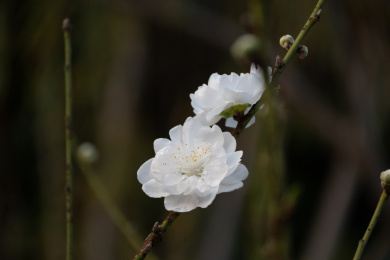 白色桃花、白花碧桃