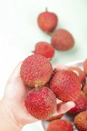 浅底上的桂味荔枝