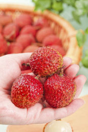 浅底上的桂味荔枝