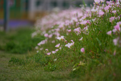 低角度拍摄小路旁边有野花