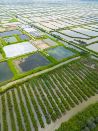珠海的桑基鱼塘
