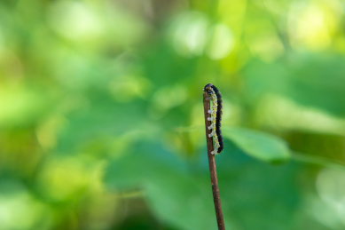 植物上的毛虫特写镜头 夜蛾科动物