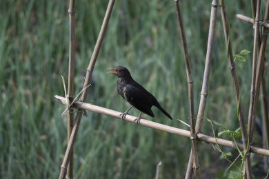 乌鸫在篱笆上站立 