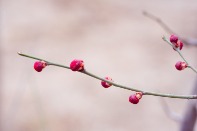 待放的红梅花蕾
