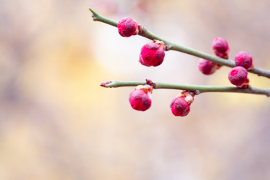 待放的红梅花蕾
