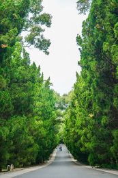 青岛八大关 林荫道