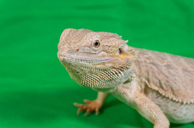 鬃狮蜥蜴的头部特写