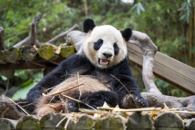 中国国宝大熊猫吃竹子