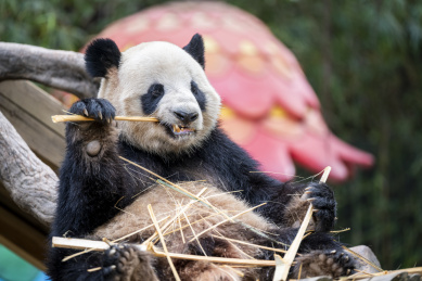 中国国宝大熊猫吃竹子