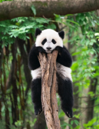 正在爬树的幼年大熊猫特写