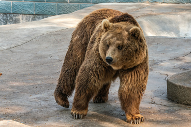 淄博动物园里的棕熊