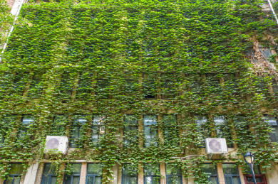 爬墙虎覆盖老房子外墙垂直绿化藤蔓夏日景观