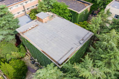 爬墙虎覆盖老房子外墙垂直绿化藤蔓夏日景观