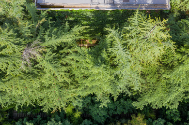 爬墙虎覆盖老房子外墙垂直绿化藤蔓夏日景观