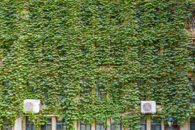 爬墙虎覆盖老房子外墙垂直绿化藤蔓夏日景观