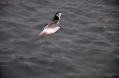 飞翔的海鸥